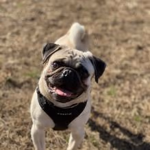 Creekwood Park Dog Spot